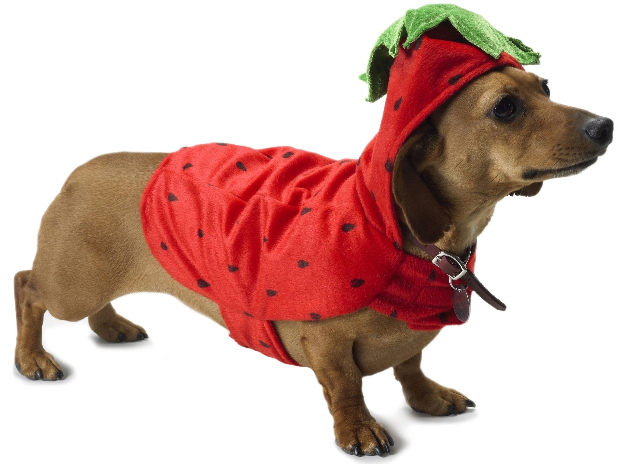 dog in strawberry costume