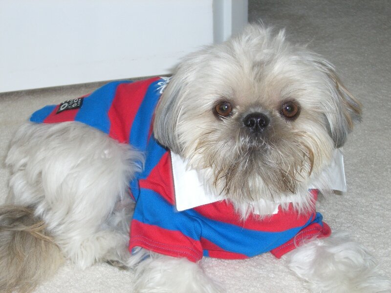 dog in striped shirt