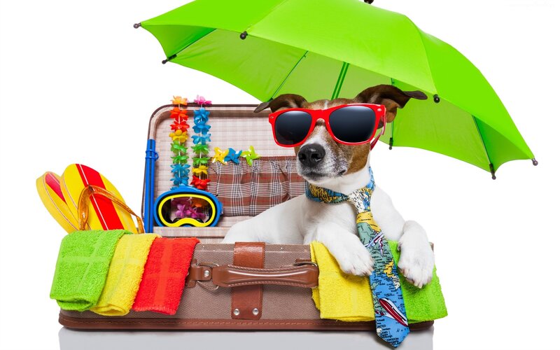 Dog in Suitcase