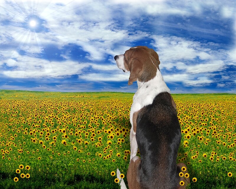 Dog in sunflower field