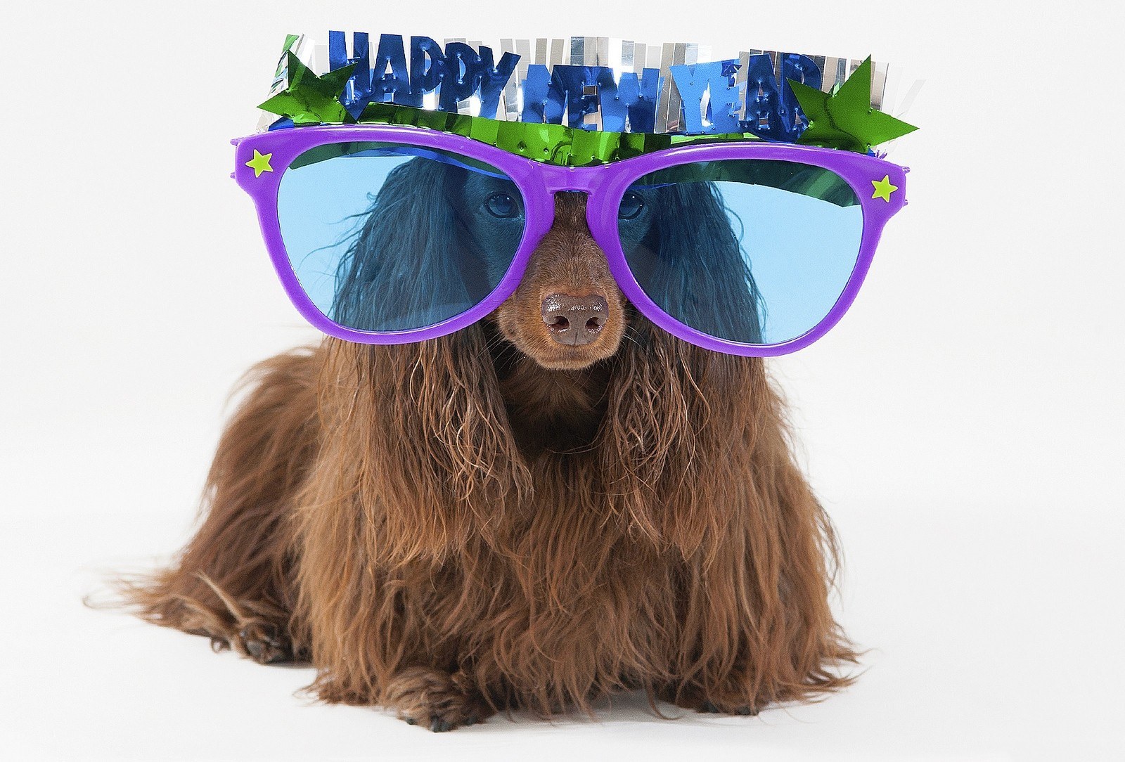 dog in sunglasses and hat