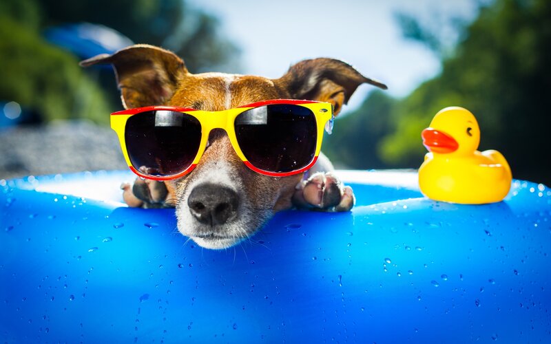 Dog in Sunglasses — Blue, Playful