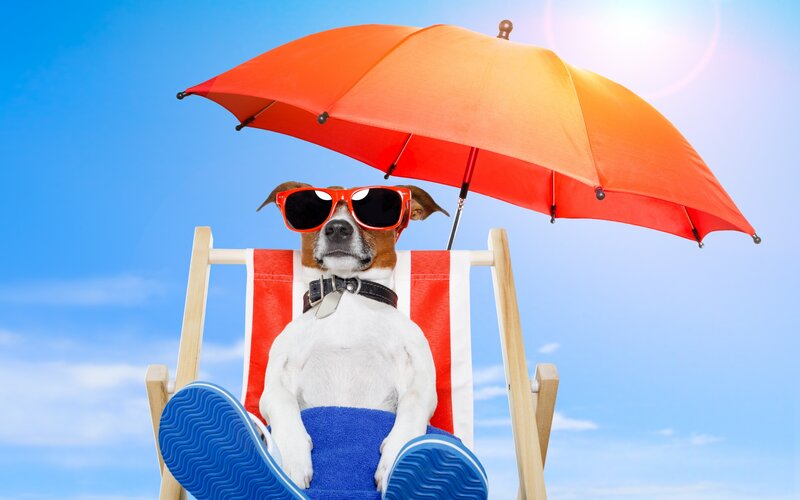 Dog in Sunglasses — Blue, Relaxed