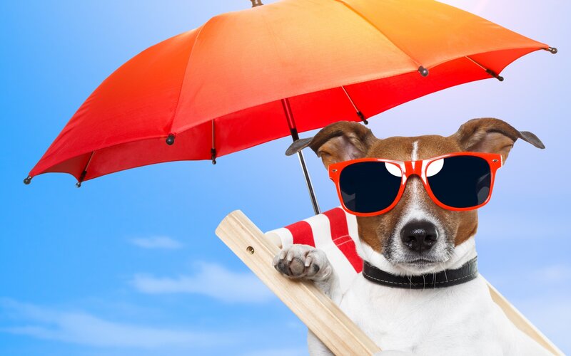Dog in Sunglasses — Blue