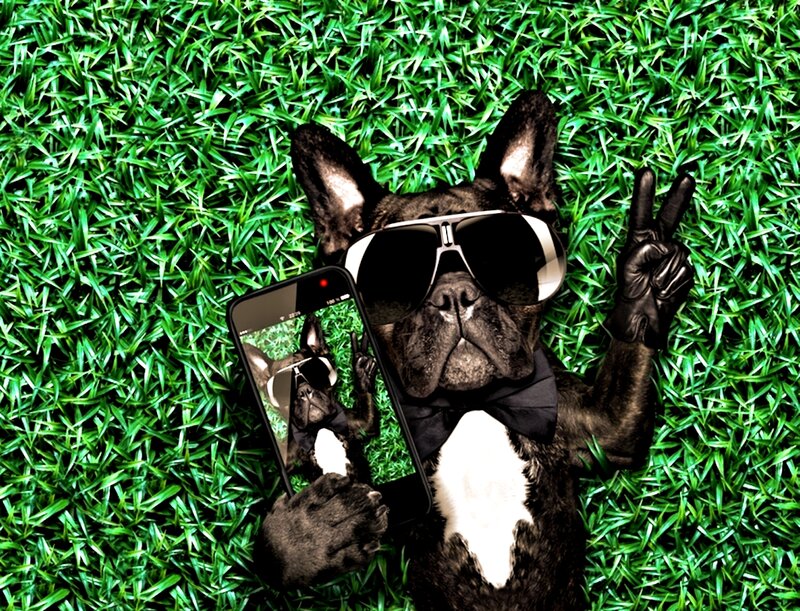 Dog in Sunglasses — Green