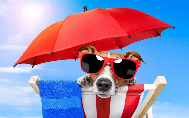 Dog in Sunglasses — Red
