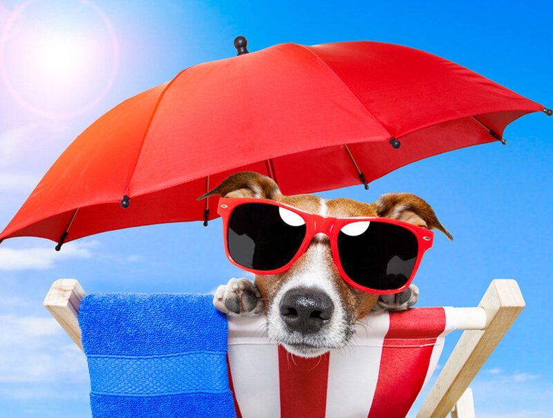 Dog in Sunglasses