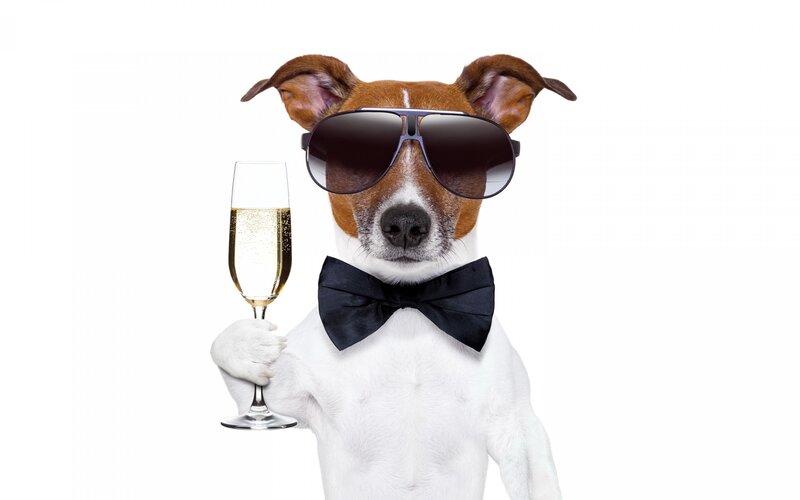 Dog in Sunglasses — White, Celebratory