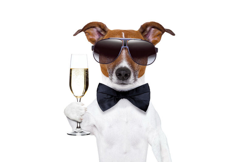 Dog in Sunglasses — White