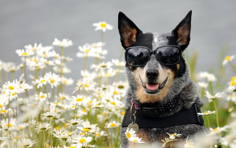dog in sunglasses with daisies