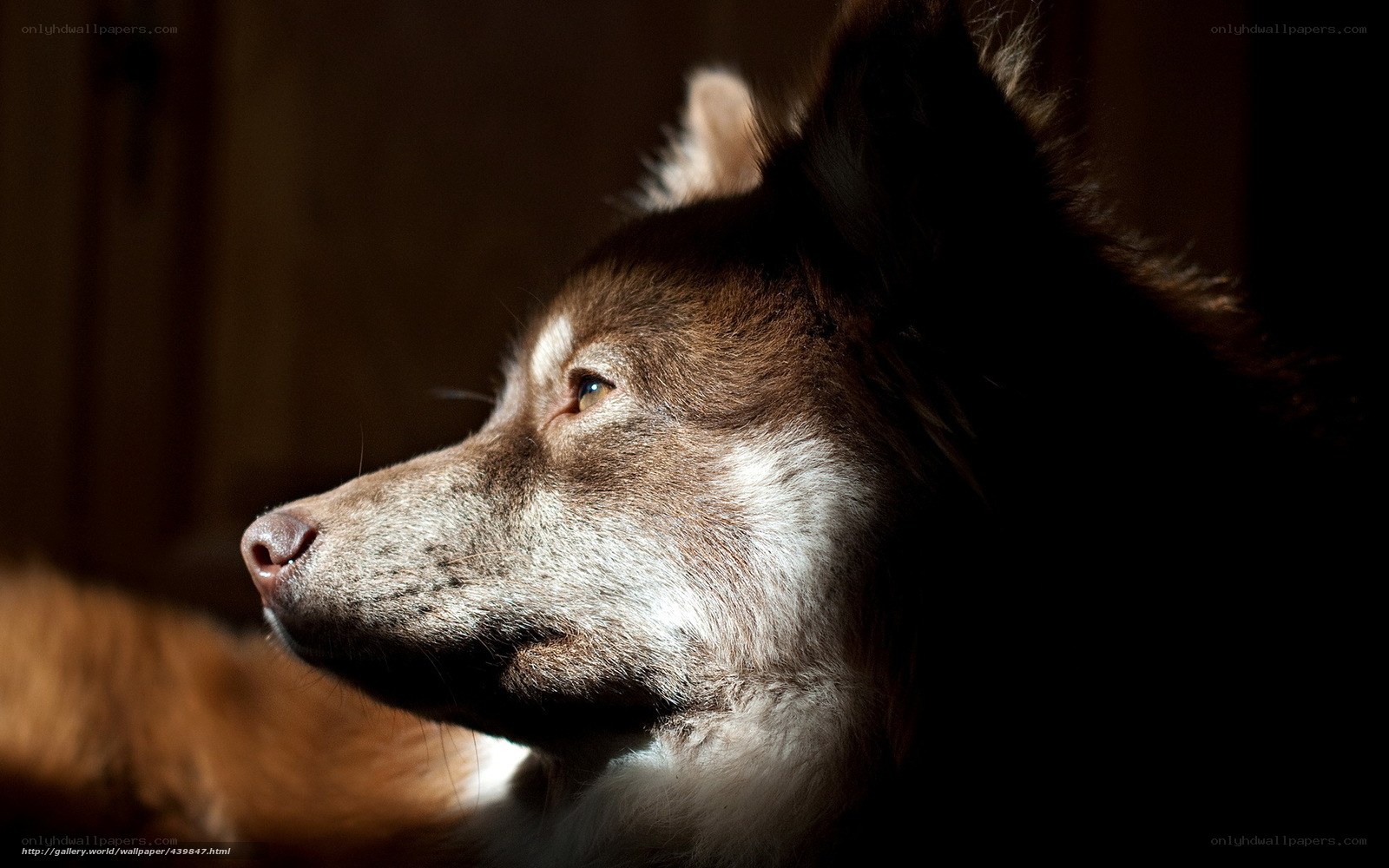 dog in sunlight