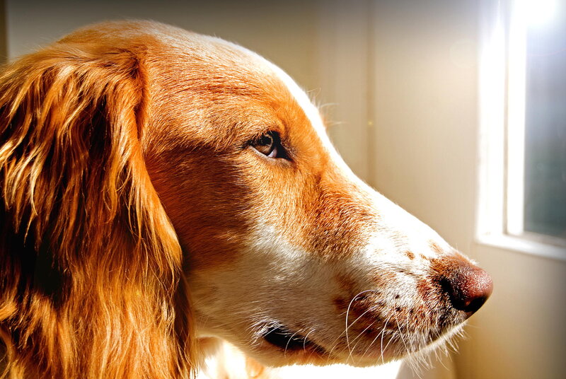 Dog in Sunlight — Brown, Serene