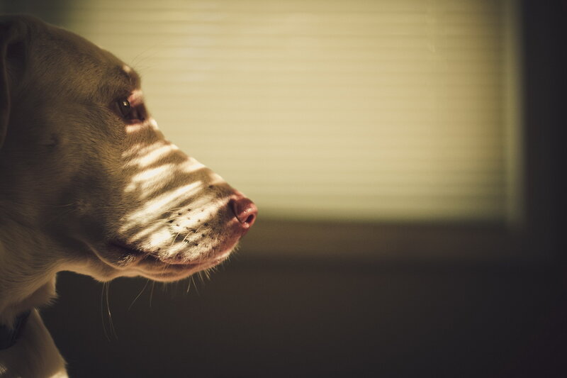Dog in Sunlight — Brown