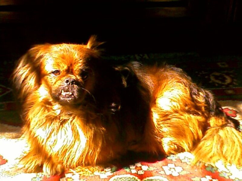 dog in sunlight on rug