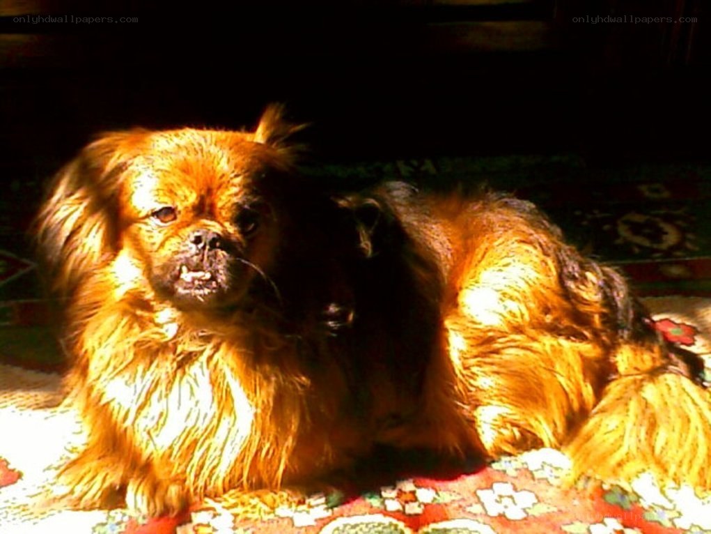dog in sunlight on rug