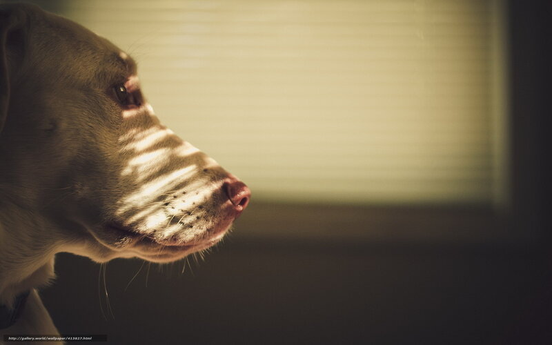 dog in sunlight