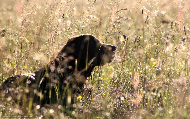 Dog in sunlit grass
