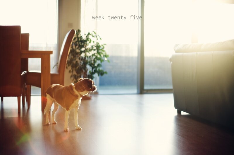 dog in sunlit living room