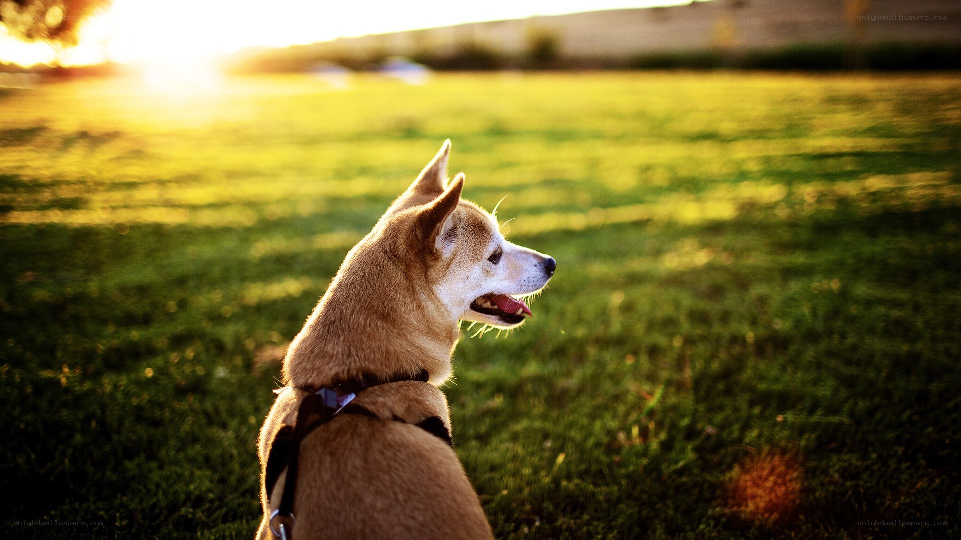 dog in sunset field