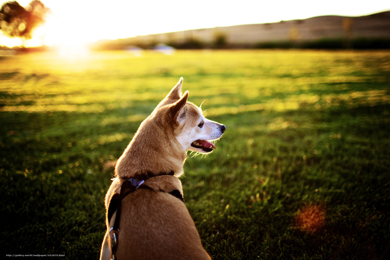 dog in sunset field