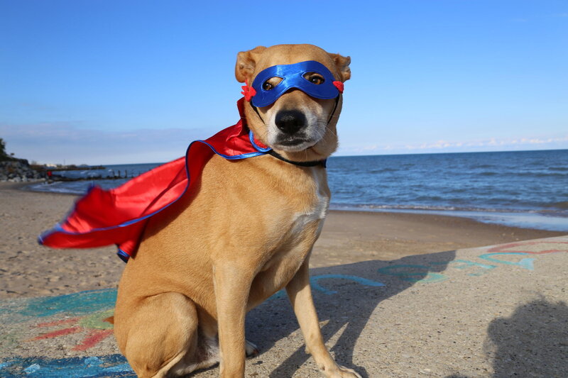 Dog in Superhero Costume — Blue, Playful