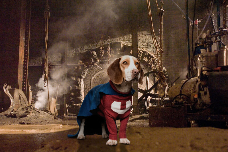 dog in superhero costume