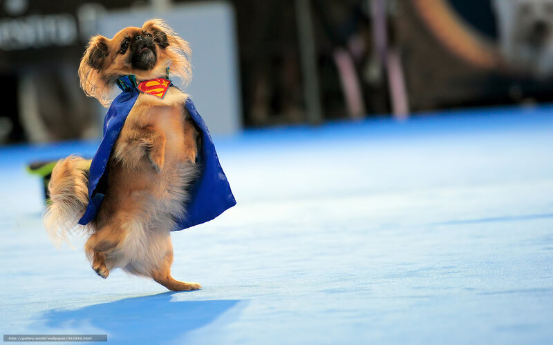 dog in superman costume