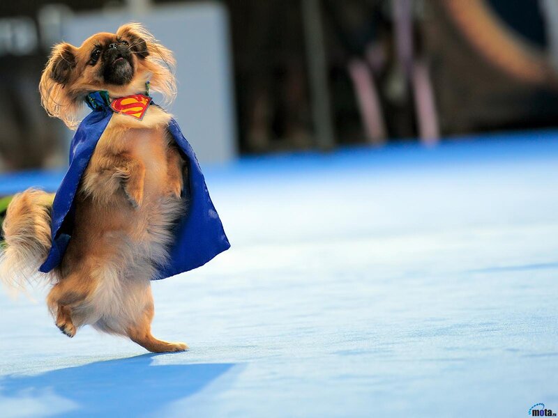 Dog in Superman Costume — Blue, Playful, Photograph, Cape