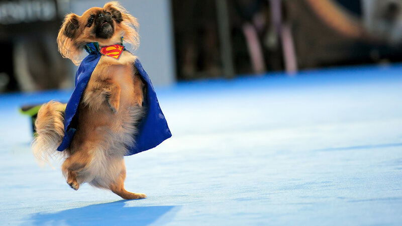 Dog in Superman Costume — Blue, Playful, Photograph