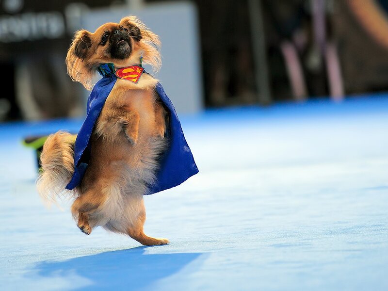 Dog in Superman Costume — Blue, Playful