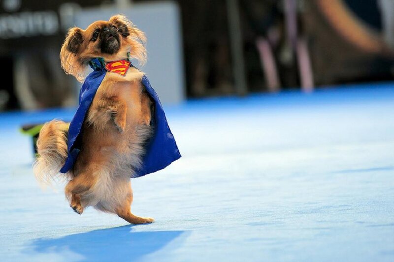 Dog in Superman Costume — Blue