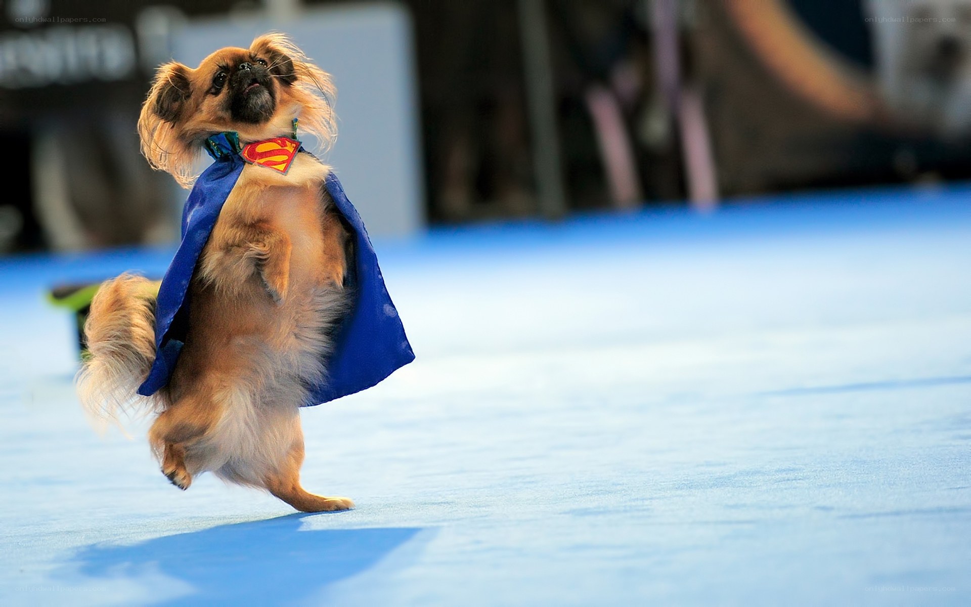 dog in superman costume