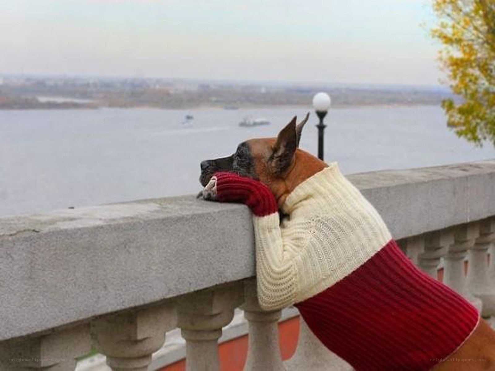 dog in sweater overlooking river