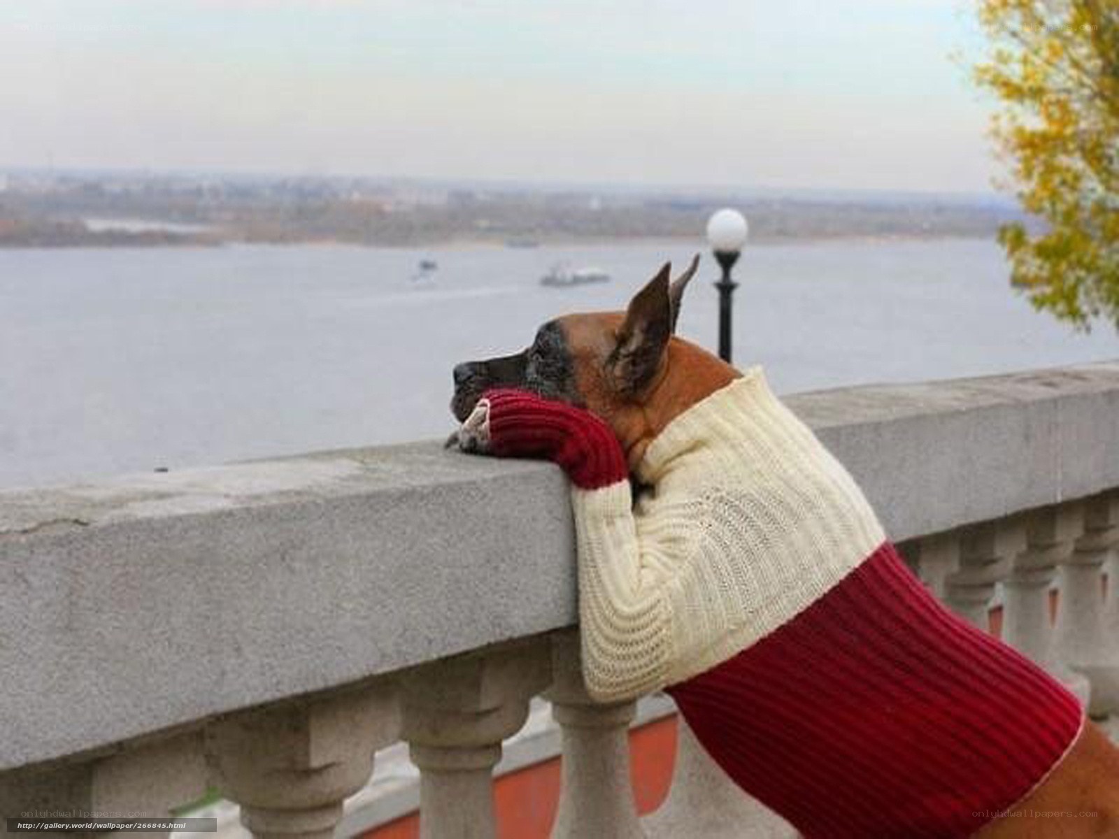 dog in sweater overlooking river