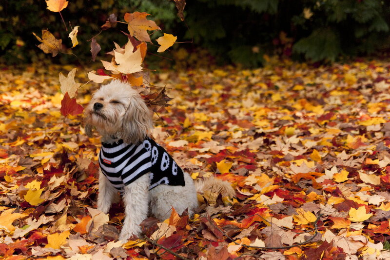 Dog in Sweater — Yellow