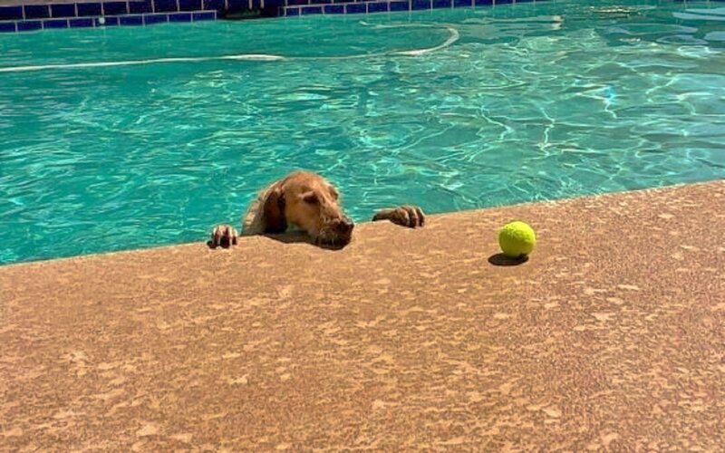 Dog in Swimming Pool