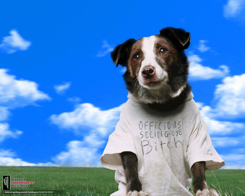 dog in t-shirt with offensive text
