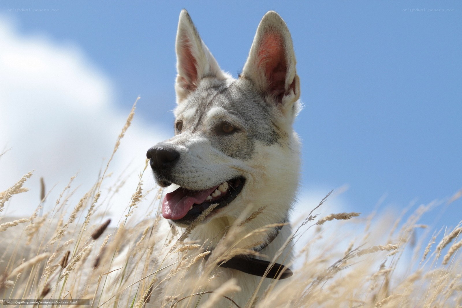 dog in tall grass