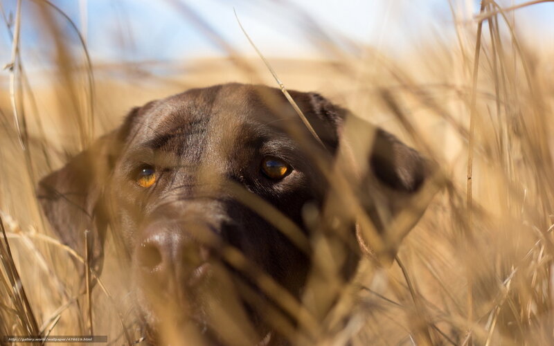 dog in tall grass