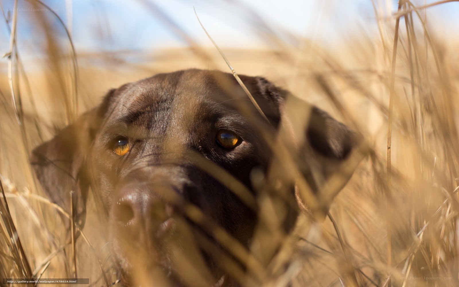 dog in tall grass