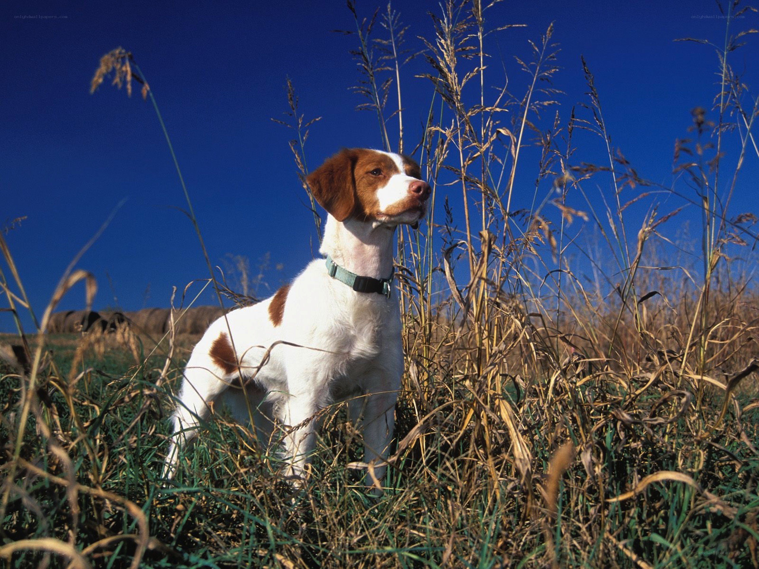 dog in tall grass