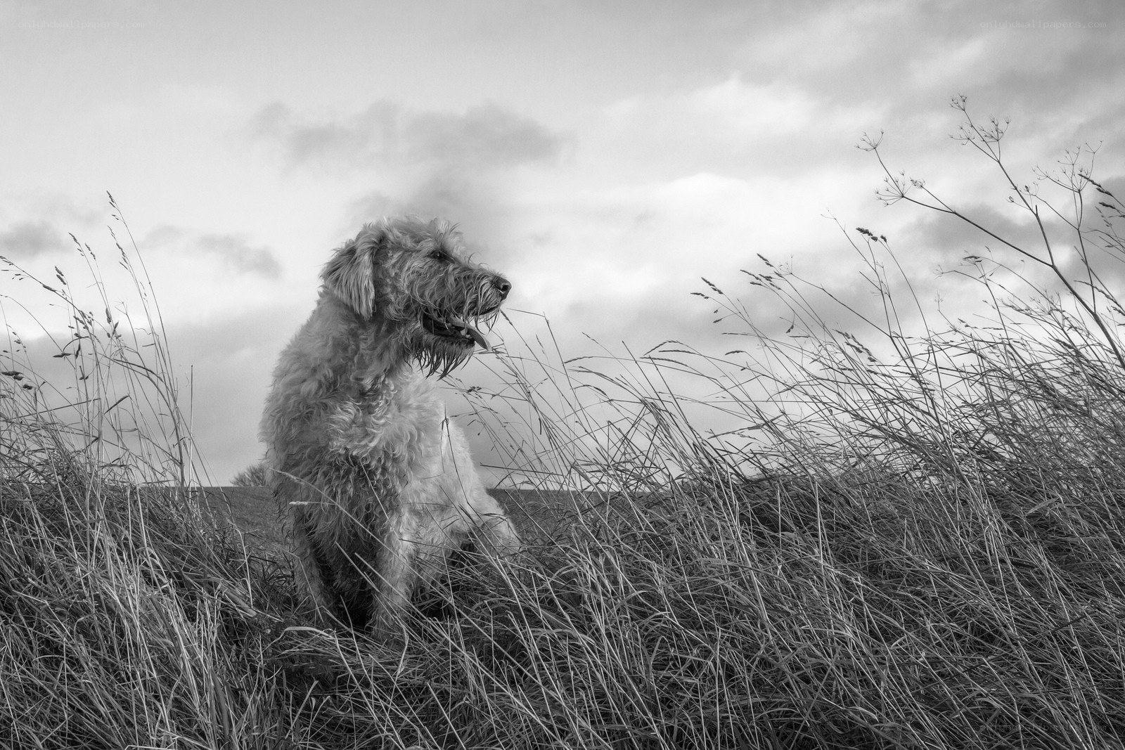 dog in tall grass