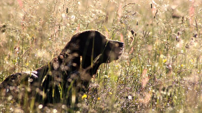 dog in tall grass at sunrise