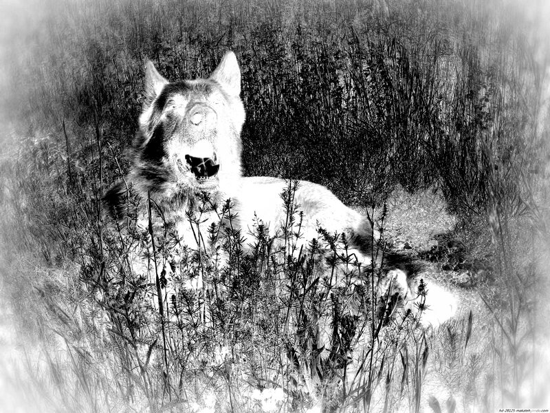 Dog in Tall Grass — Black