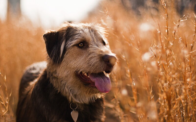Dog in Tall Grass — Brown, Calm, Afternoon