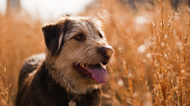 Dog in Tall Grass — Brown, Calm