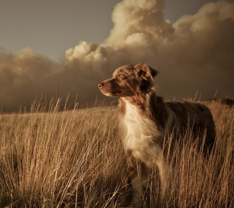 Dog in Tall Grass — Brown, Dramatic