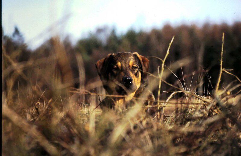 Dog in Tall Grass — Brown