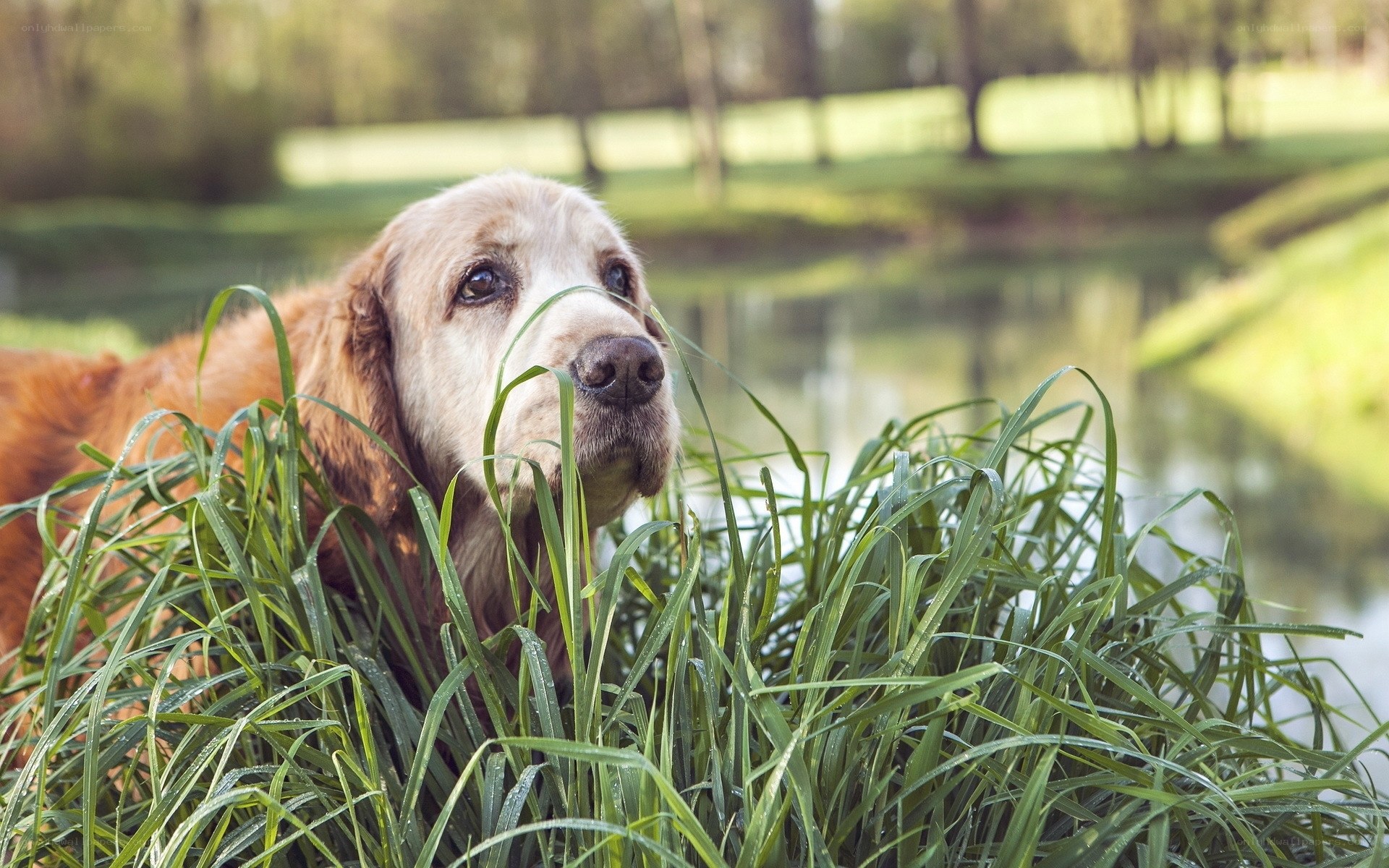 dog in tall grass by pond