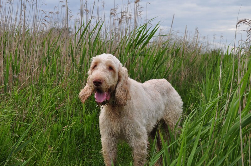 dog in tall grass field